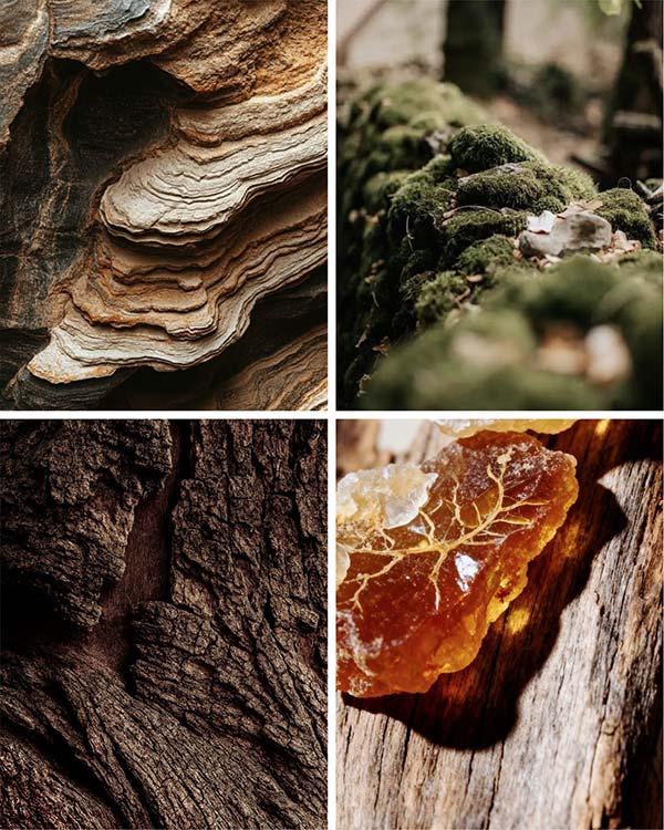 Raízes e Musgo em Floresta Densa - Fragrância Origem Empório Coralina