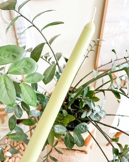 Velas para castiçal. Velas para castiçal coloridas. Velas para mesa posta. Velas para castiçal design atemporal. Taper candles. Velas verde sálvia, verde oliva. Velas com cera vegetal.